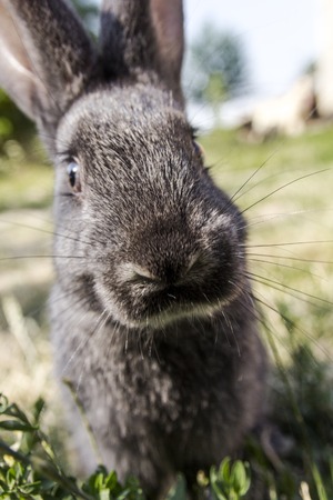 little rabbit on green grass backgroundの写真素材
