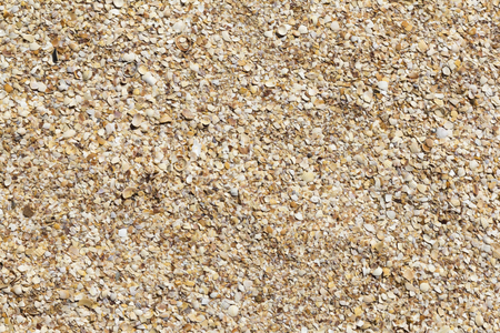 Closeup abstract view of many small colorful sea shells lying on coast together sunny weather...