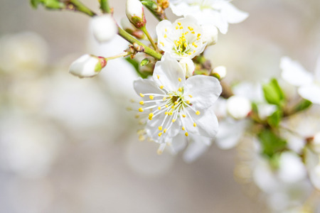 Springtime. Soft focus image of spring flowers blossom in sunny day. Beautiful nature scene with blooming tree and sun flare. Sunny day. Beautiful Orchard background.の写真素材