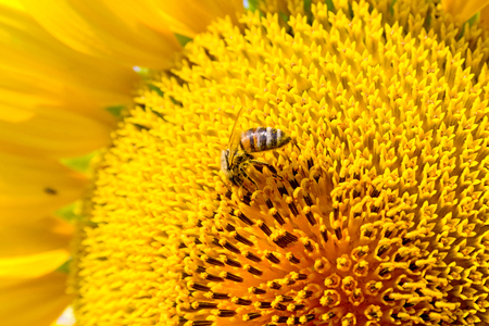 Summer scene about bees that pollinate sunflower. Bee produces honey on a flower. Summer background.の写真素材