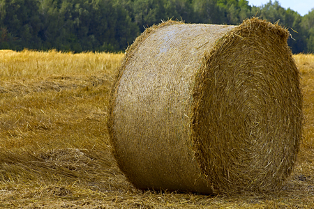 A farm field with a crop of grain / straw gathered into hay baleの写真素材