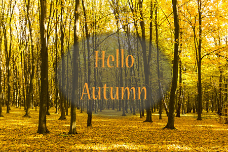 Collection of Beautiful Colorful Autumn Leaves / green, yellow, orange, redの写真素材