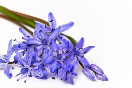 Beautiful blue natural fresh snowdrops flowers isolated on white backgroundの写真素材