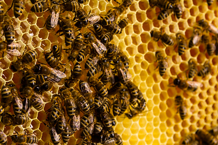 closeup of bees on honeycomb in apiary - selective focus, copy space