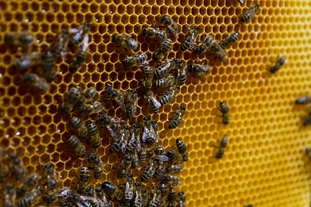 closeup of bees on honeycomb in apiary - selective focus, copy space