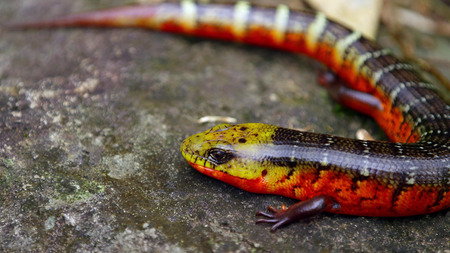 lizard on stoneの写真素材