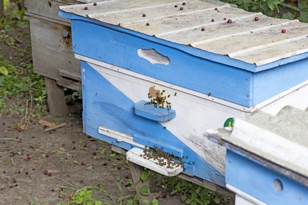 bee apiaryseveral bee houses in spring sunset timeの写真素材