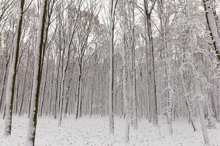 Snow covered trees in the forest in winterの写真素材