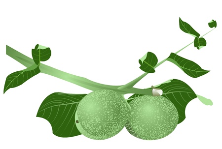 Illustration of a branch of green walnuts on a white backgroundのイラスト素材