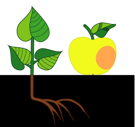 Illustration of ripe Apple and a small treeのイラスト素材