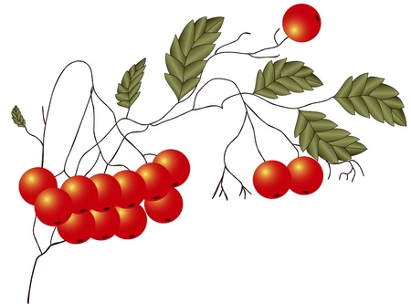 Illustration of ripe red Rowan twigs with leaves on a white backgroundのイラスト素材