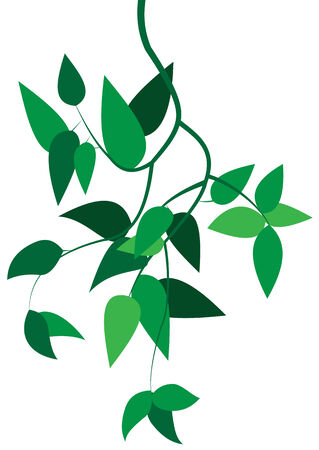 Illustration of green branches with leaves on a white のイラスト素材