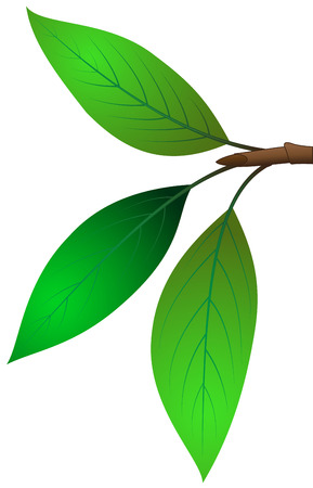 Illustration of branches with three leaves on a white backgroundのイラスト素材