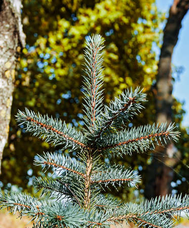 The top of the tree on a sunny day