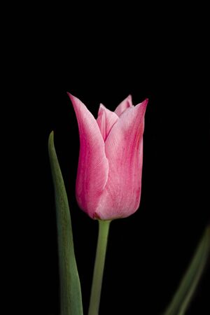 One pink tulip on a dark backgroundの写真素材