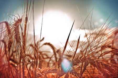 Vintage ears of wheat on the background of the sunny sky