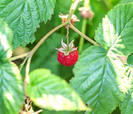 Raspberry berries on the bush among the leavesの写真素材