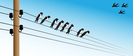 Illustration of several birds sitting on electric wiresのイラスト素材
