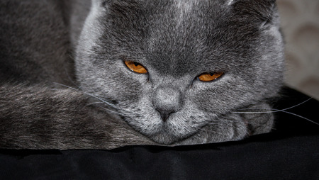 Big angry sleepy gray cat close upの写真素材
