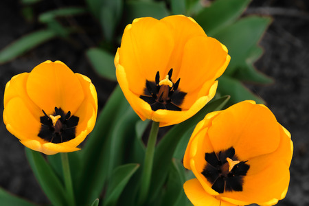 Three yellow tulips in soft focus in the blurry backgroundの写真素材