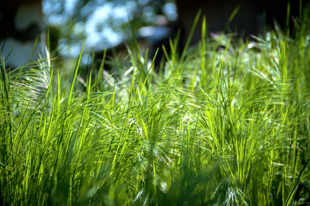 Abstract natural background from the blurred green grass in sunlightの写真素材