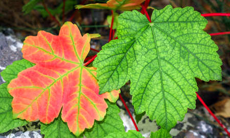 Red and green maple leaves close up