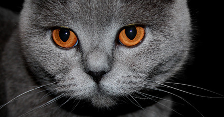 Big angry sleepy gray cat close upの写真素材