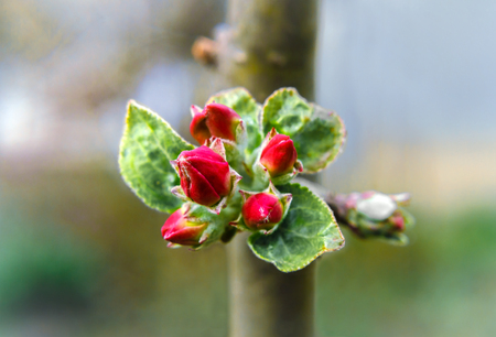 Buds of apple tree flowers close-up on a blurred backgroundの写真素材