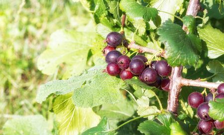 Ripe currant bush on a sunny dayの写真素材