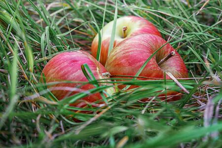 Three ripe apple fallen in autumn grassの写真素材