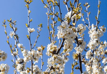 Flowering cherry branch on a sunny day against a blue sky