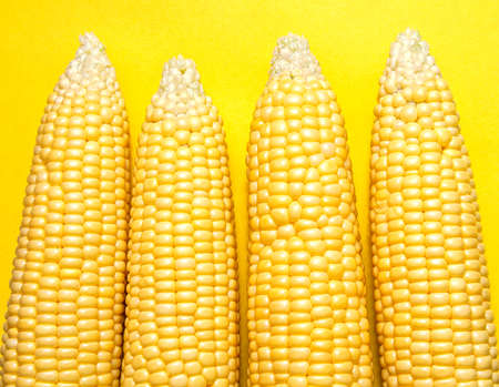 Cobs of ripe corn on a yellow backgroundの写真素材