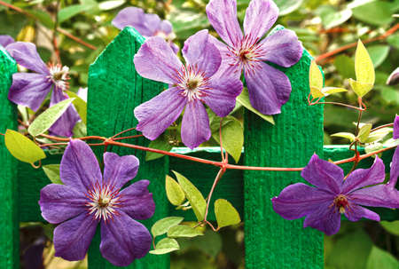 Background of purple flowers on a standの写真素材