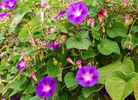Natural background with garlands of purple flowers