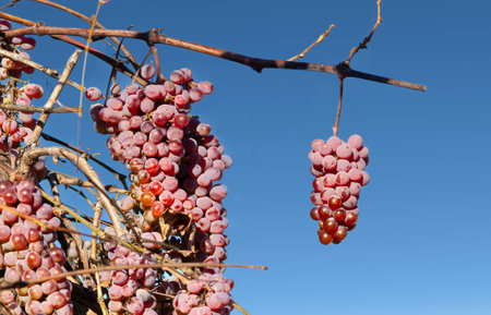 Bunches of pink grapes on a sunny day against a blue skyの写真素材