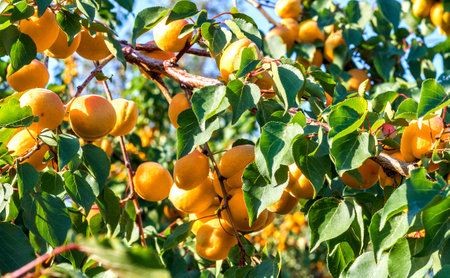 Branches with fruits of ripe apricots close-up on a sunny dayの写真素材