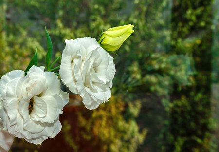 Branch of white flowers on a blurred background