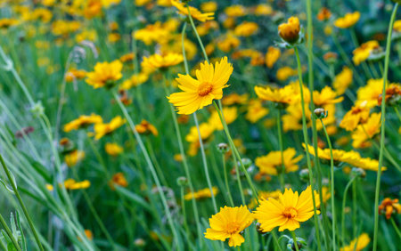 Close up of yellow flowering Coreopsis on a flower bedの写真素材
