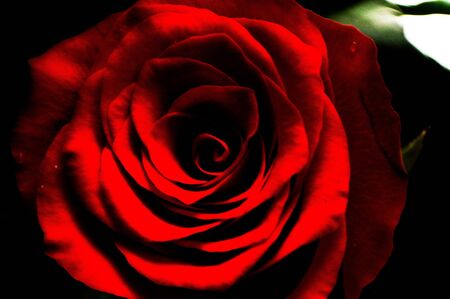 Red Roseの写真素材