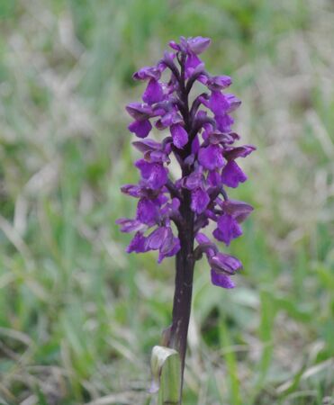 orchidの写真素材