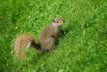 Squirrel looking into the camera in a park