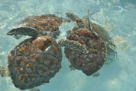 Marine turtles swimming on the caribbean sea