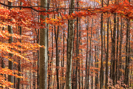 Autumn forest in Transylvania, Romania の写真素材