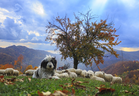 lambs in the autumn in the mountains,Transylvania の写真素材