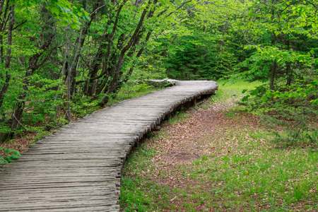 Wood path in the Plitvice Lake in Croatia の写真素材