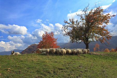 lambs in the autumn in the mountains,Transylvania の写真素材