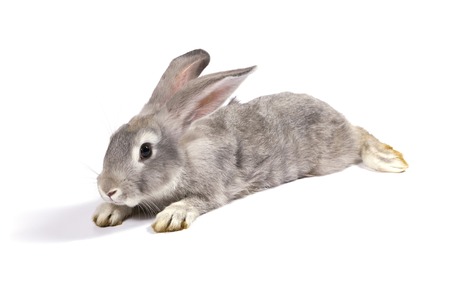 Grey rabbit on white backgroundの写真素材