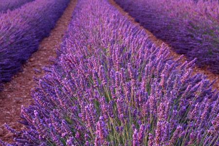 Beautiful fragrant lavender fields of Provence, France