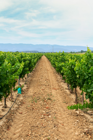 Vineyard in the wine region in Provence,Franceの写真素材