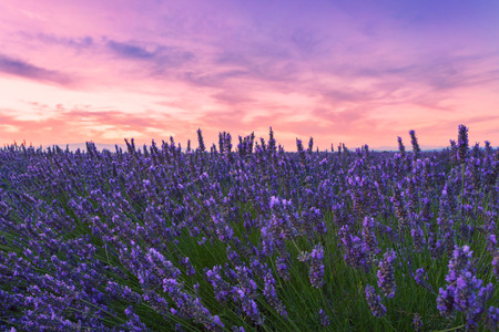 Beautiful colors of lavender field in Provence, Valensole in Franceの写真素材
